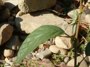 Alnus rhombifolia Shoot